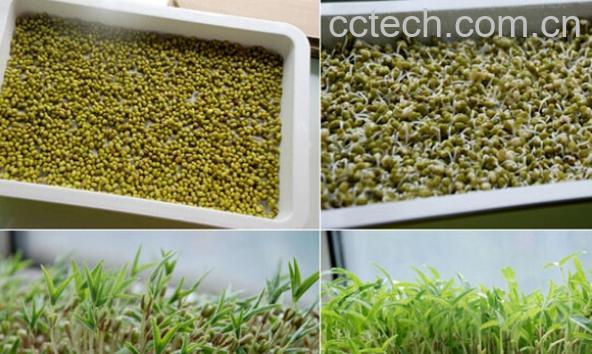 果蔬百科家庭芽苗菜种植-0