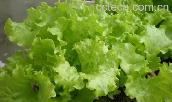 果蔬百科玻璃生菜-0