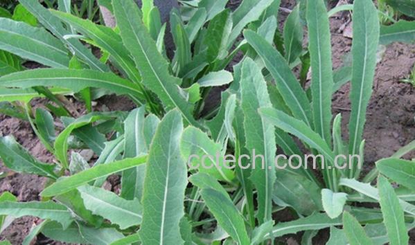 果蔬百科曲曲菜-0