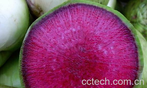 果蔬百科红心萝卜-0