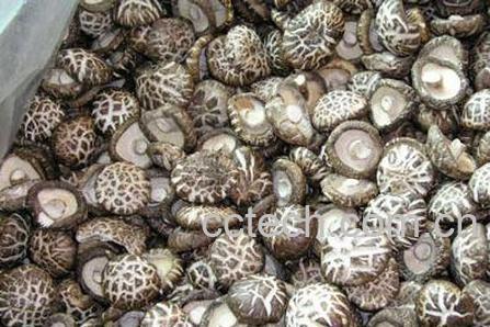 果蔬百科干蘑菇-0