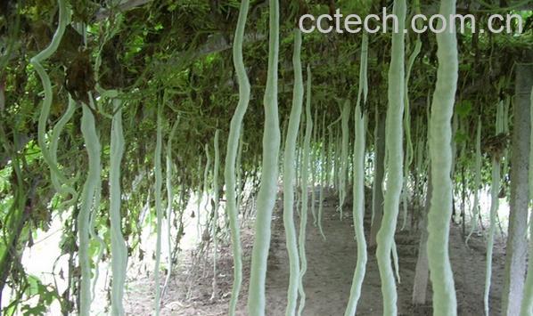 果蔬百科蛇豆种植-0