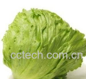 果蔬百科西生菜-0