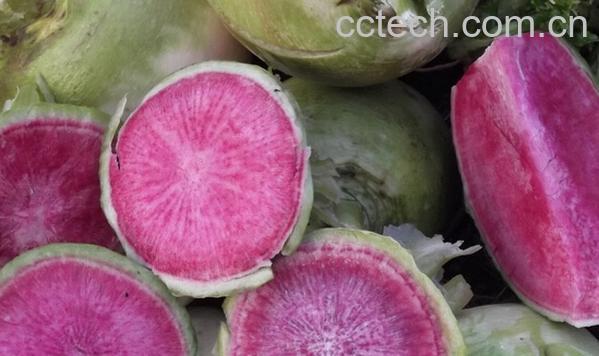 果蔬百科红心萝卜-0