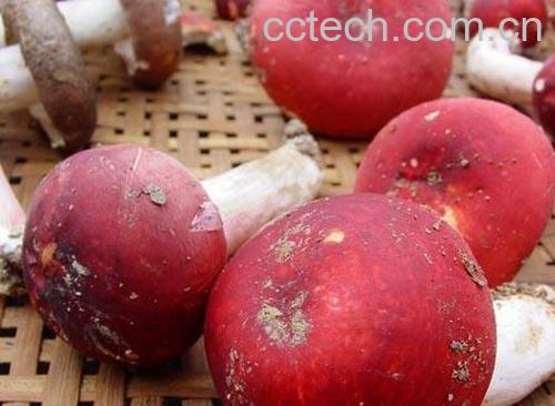 果蔬百科红蘑菇-0