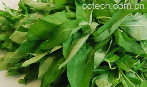 果蔬百科空心菜-0