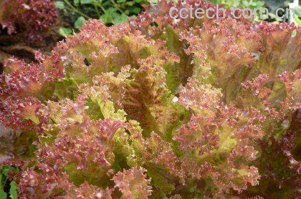 果蔬百科红叶生菜-0