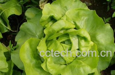 果蔬百科奶油生菜-0