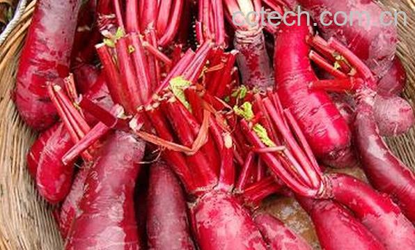 果蔬百科胭脂萝卜-0