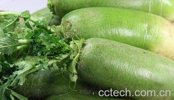 果蔬百科青皮萝卜-0