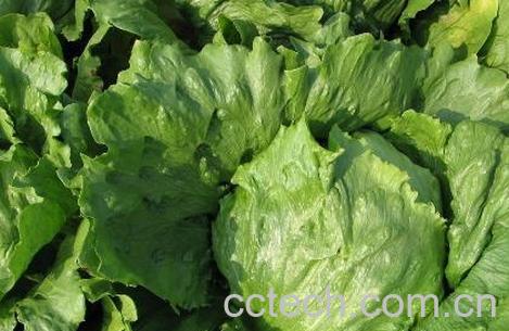 果蔬百科生菜-0