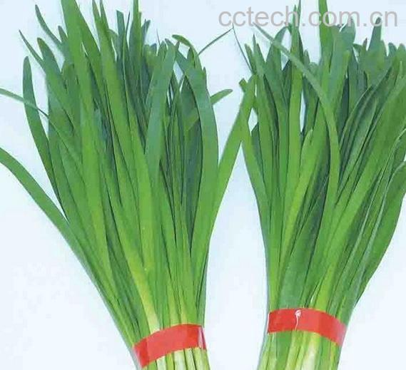 果蔬百科韭菜-0