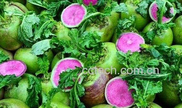 果蔬百科红心萝卜-0