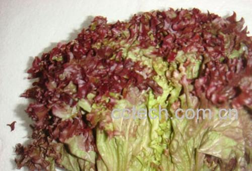 果蔬百科紫生菜-0