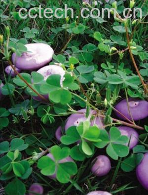 果蔬百科紫色蘑菇-0