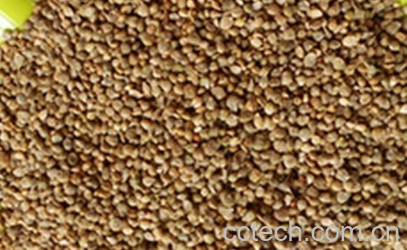 果蔬百科菠菜籽-0