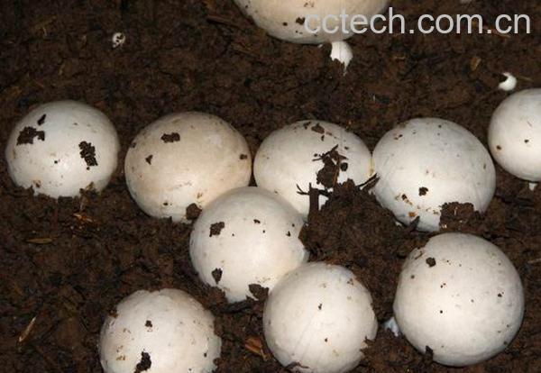 果蔬百科菌种-0