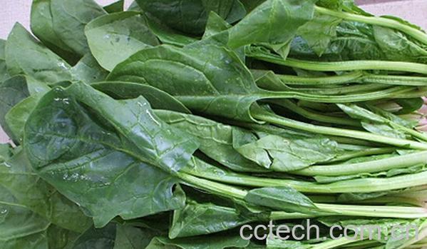 果蔬百科秋菠菜-0