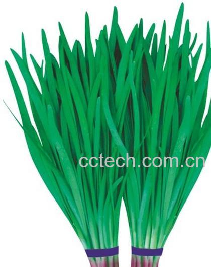 果蔬百科韭菜-0