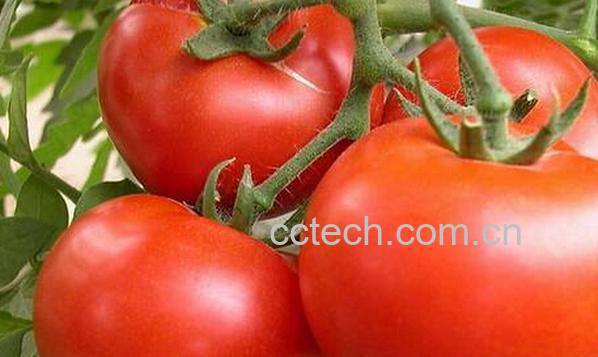 果蔬百科如何辨别催熟西红柿-0