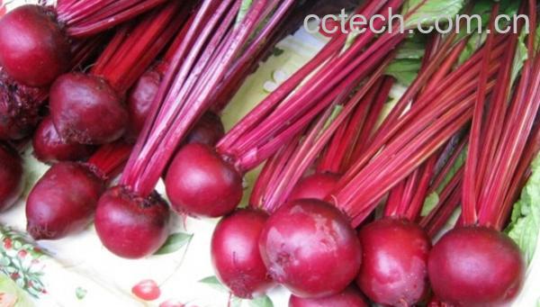 果蔬百科红菜头-0