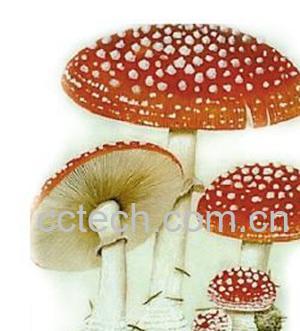 果蔬百科采蘑菇-0