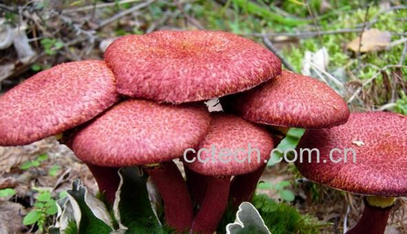 果蔬百科区分有毒蘑菇-0