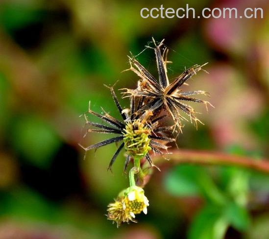 果蔬百科鬼圪针-0