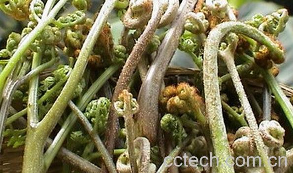 果蔬百科野菜中的蕨菜-0