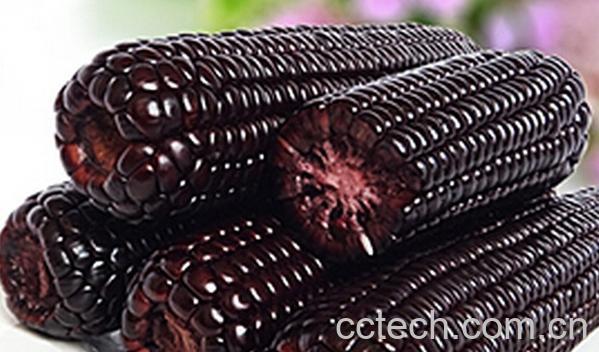 果蔬百科黑玉米-0