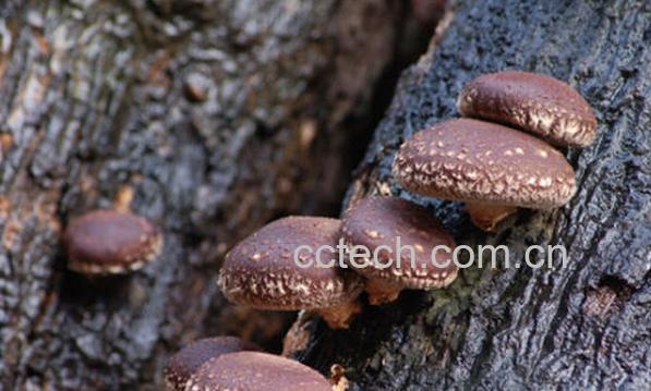 果蔬百科椴木香菇种植-0