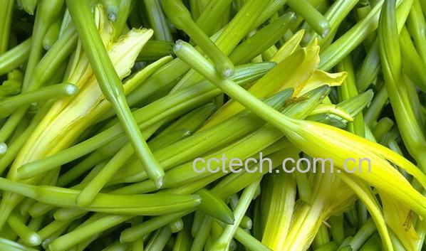 果蔬百科新鲜的黄花菜-0