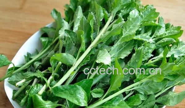 果蔬百科有哪些野菜可以食用-0