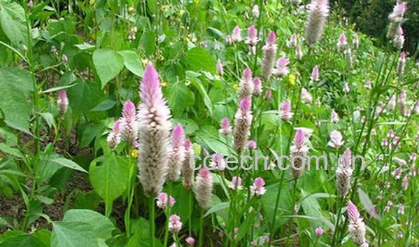 果蔬百科野菜籽-0