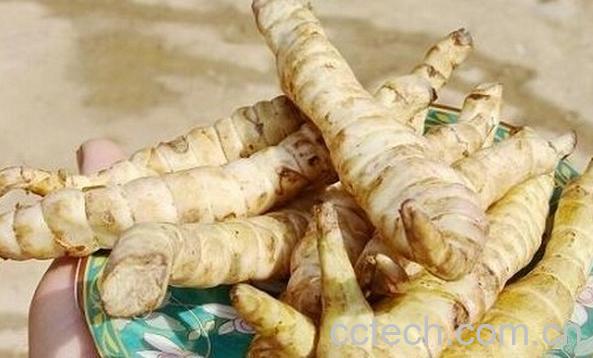 果蔬百科云南野菜-0