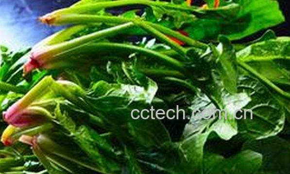 果蔬百科宝宝吃菠菜好吗-0