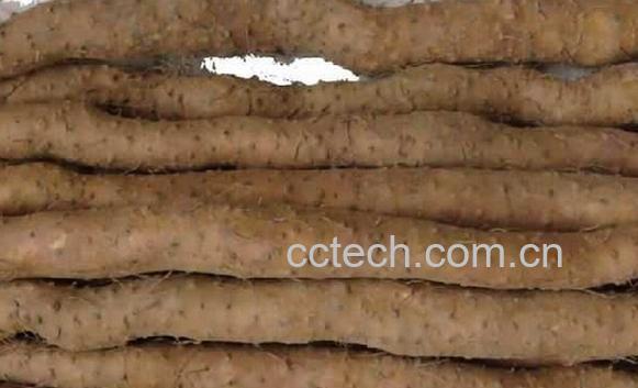 果蔬百科怀山药-0