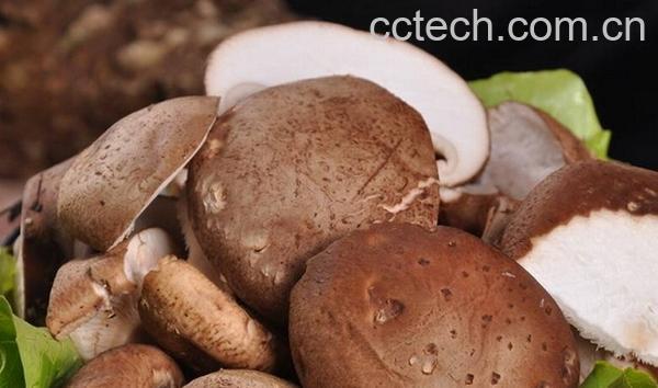 果蔬百科鲜香菇如何保存-0