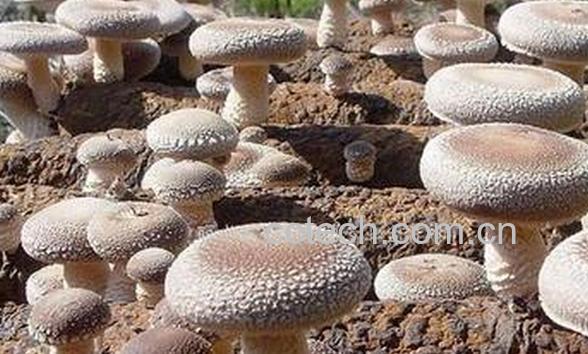 果蔬百科家庭香菇种植-0
