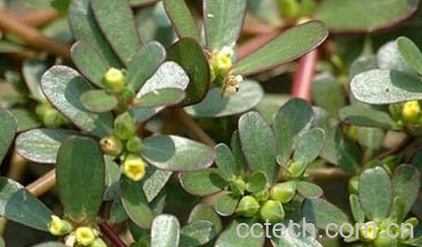 果蔬百科孕妇不能吃哪些野菜-0