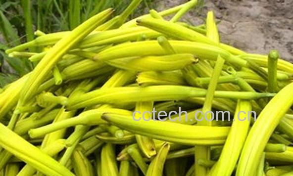 果蔬百科黄花菜-0