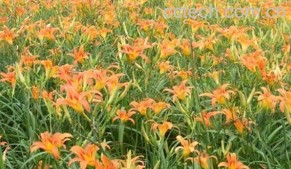 果蔬百科孕妇吃黄花菜的好处-0