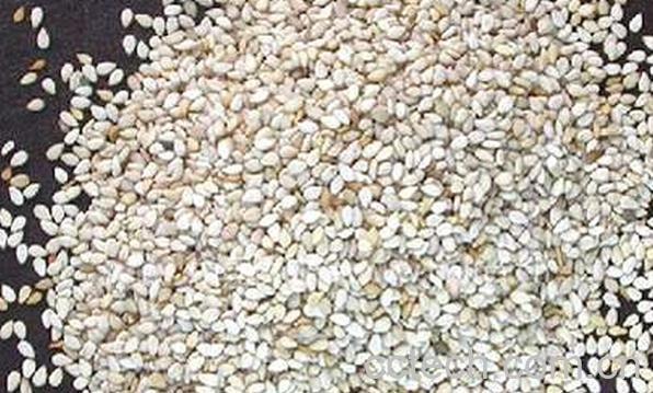 果蔬百科白芝麻-0