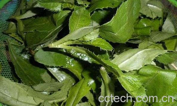 果蔬百科野菜中的刺菜-0