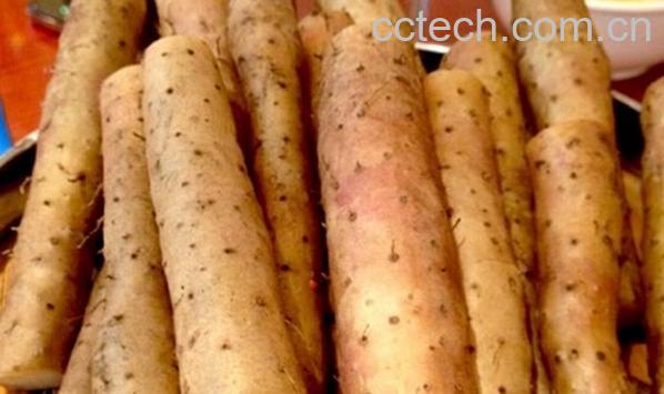 果蔬百科铁杆山药-0