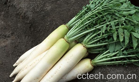 果蔬百科冬季萝卜的储存-0