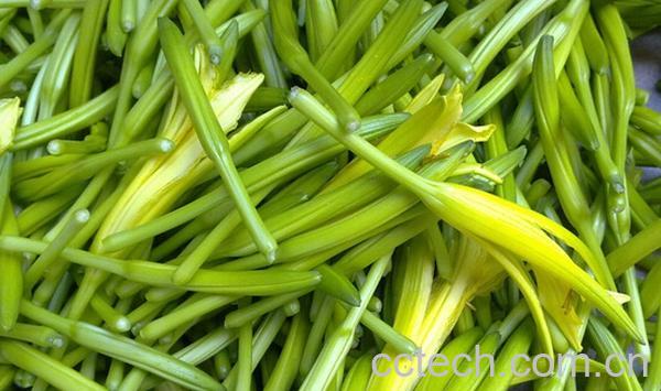 果蔬百科黄花菜中毒-0