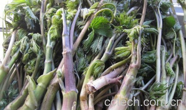 果蔬百科山野菜-0