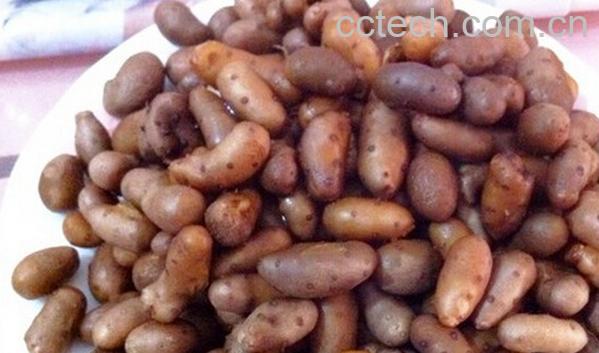 果蔬百科山药豆-0