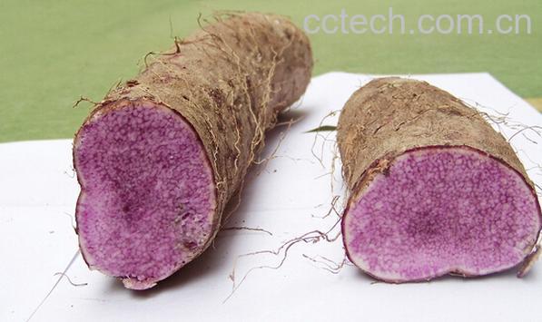 果蔬百科紫山药-0